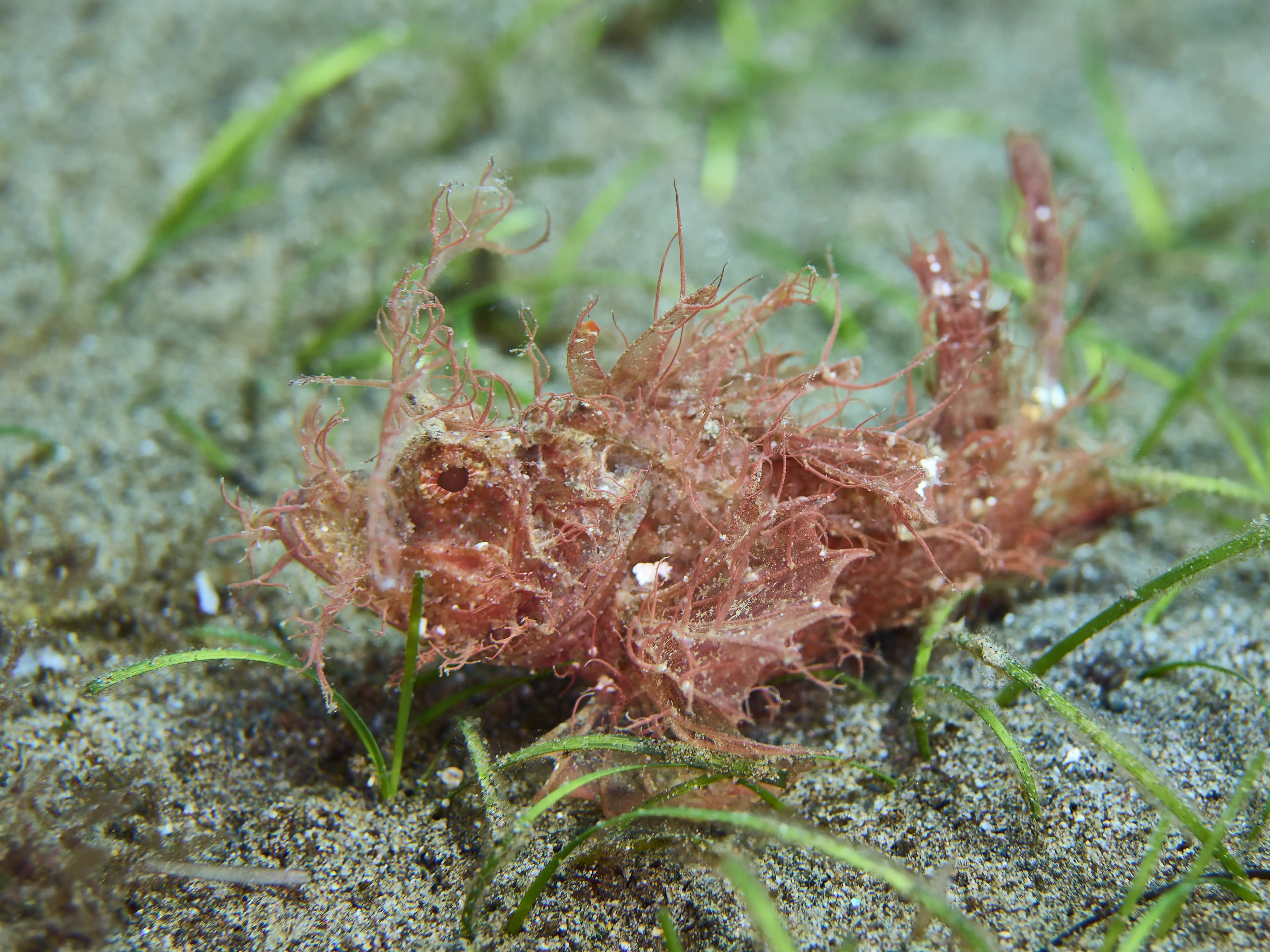 Ambon Scorpionfish - San miguel - 16m